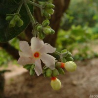 Nyctanthes arbor-tristis L.